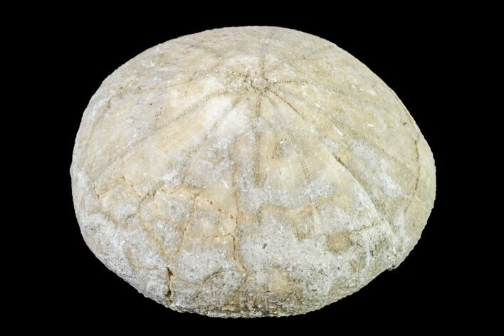 Cretaceous Echinoid (Coenholectypus) Fossil - Texas #156353